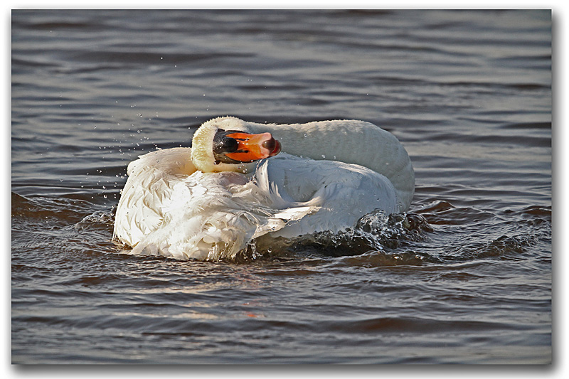 Cygne tuberculé bain 3 copie.jpg