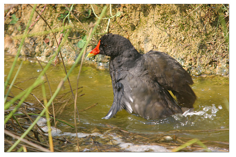 Gallinule poule d'eau - bain 1 copie.jpg