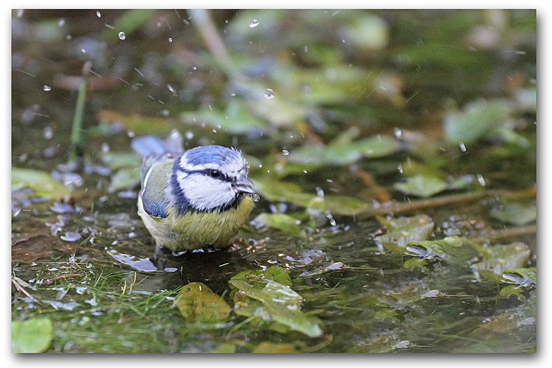 Mésange bleue bain 2 copie.jpg