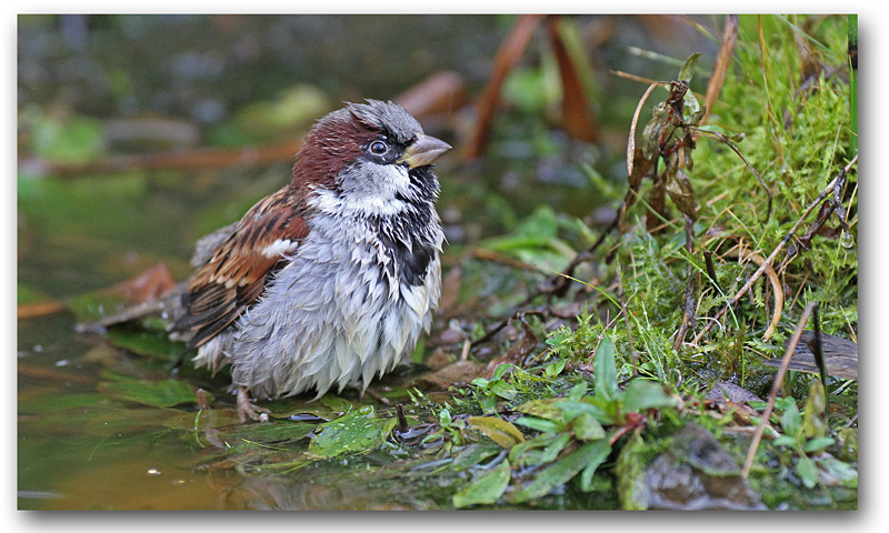 Moineau domestique M au bain 11 copie.jpg