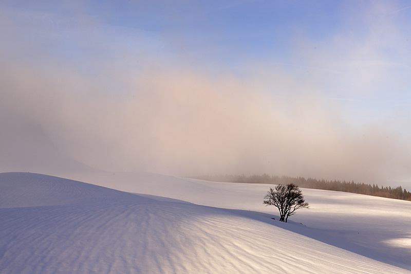 La Molière l'Arbre et brume 1.jpg