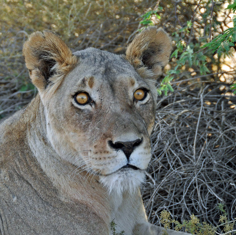 Namibie novembre 2013 D 90 454_modifié-5.jpg