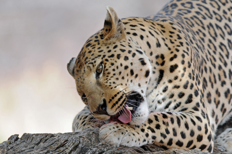 Namibie novembre 2013 D 300 217_modifié-5.jpg