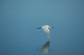 Aigrette Garzette Pen en Toul Larmor Baden Morbihan BLR DSC_0017_02.JPG