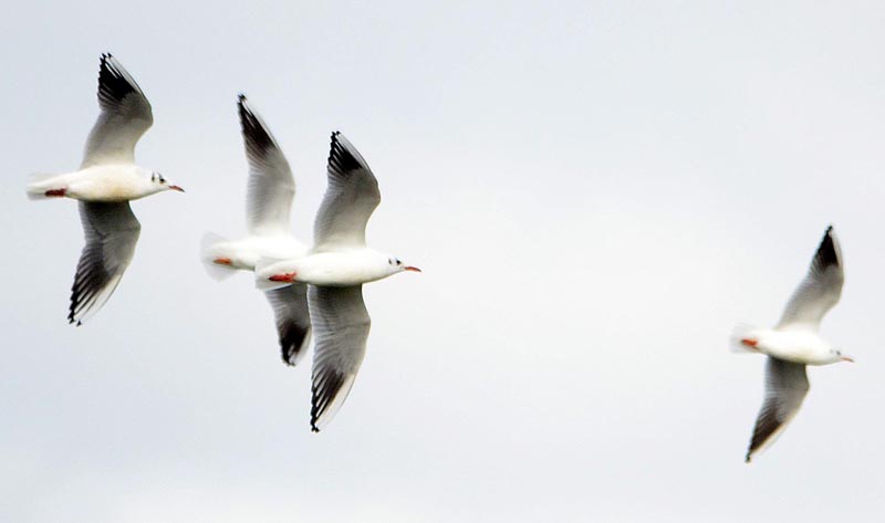 mouette n1.jpg