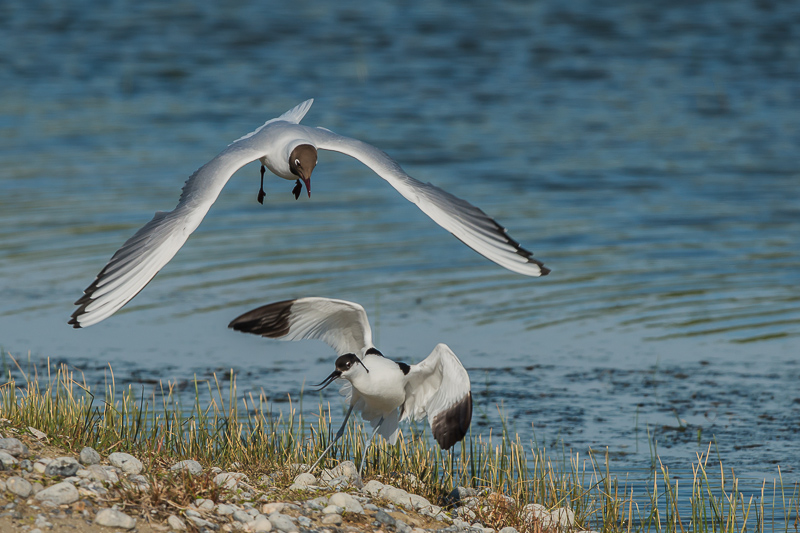 mouette rieuse et avocette Ault 5-13 web.jpg