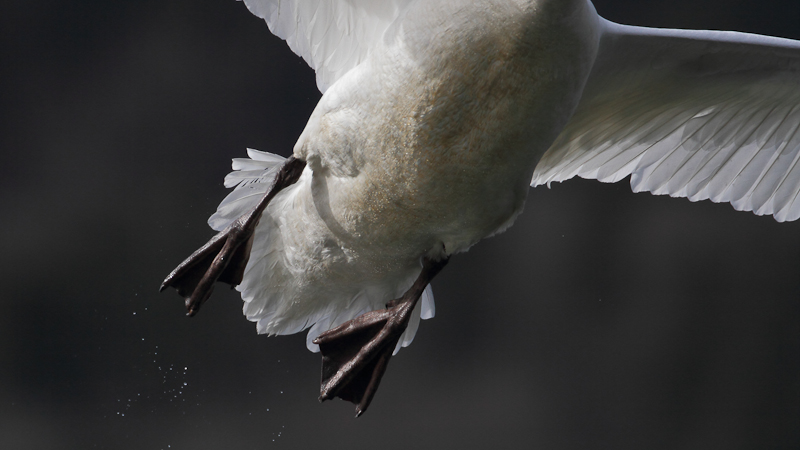 Mute Swan-1.jpg