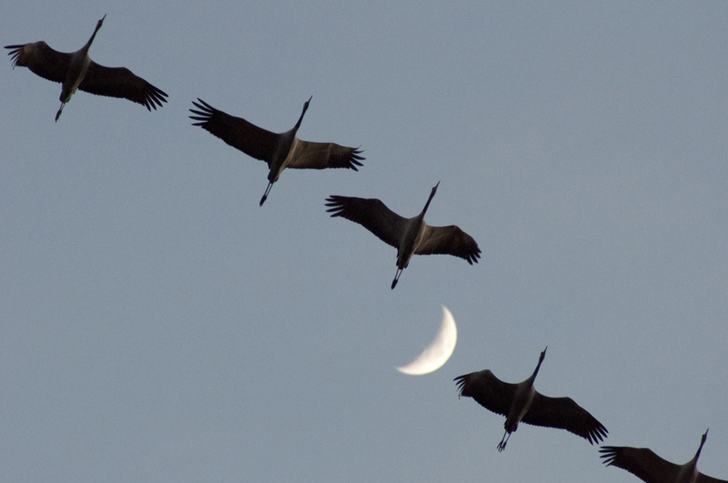 grues cendrées.jpg