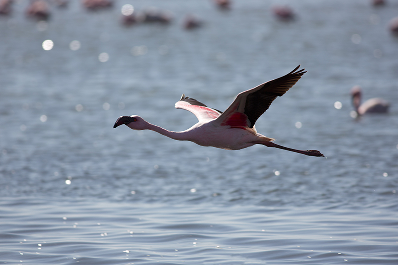 Namibie0283-concours.jpg