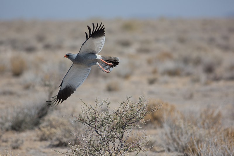 Namibie-0479-concours.jpg