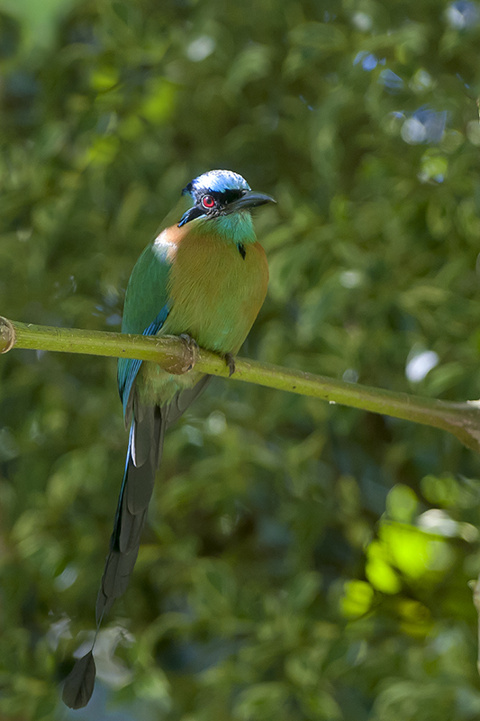 6-Motmot houtouc.jpg