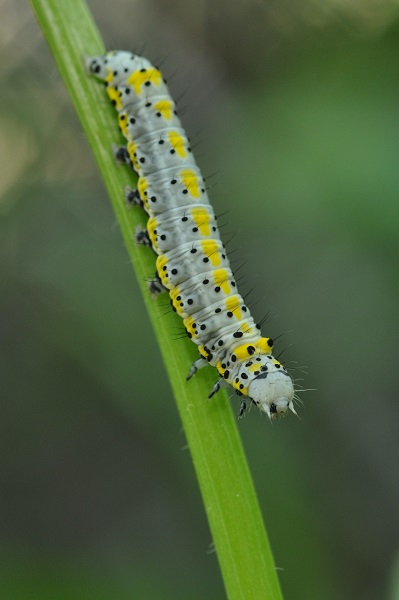 Noctuelle à tête bleue.jpg