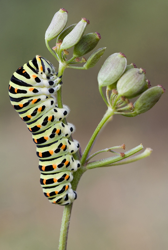 chenille du machaon.jpg