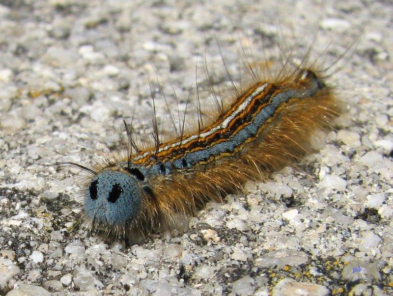 chenille du bombix à livrée (5).jpg