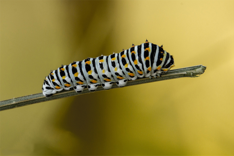 Chenille Machaon.jpg