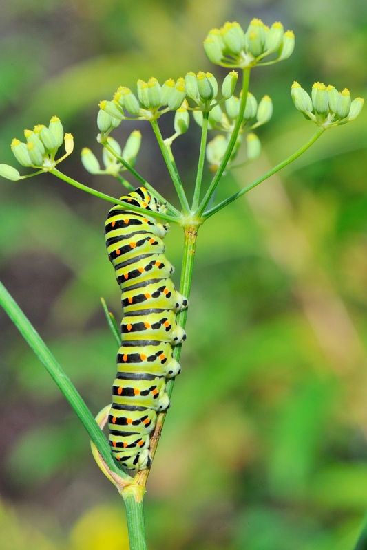 Machaon 02.jpg