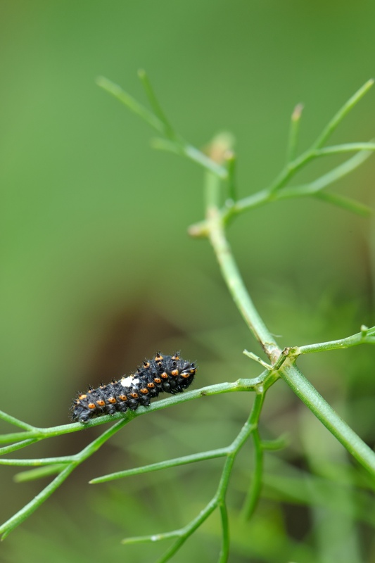 Machaon 03.jpg