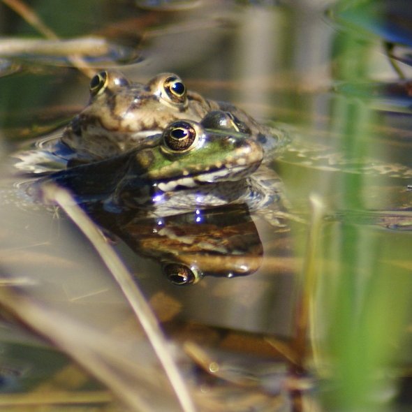 Amphibien 2013_081_2.JPG