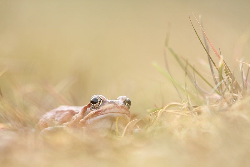 grenouille rousse.jpg