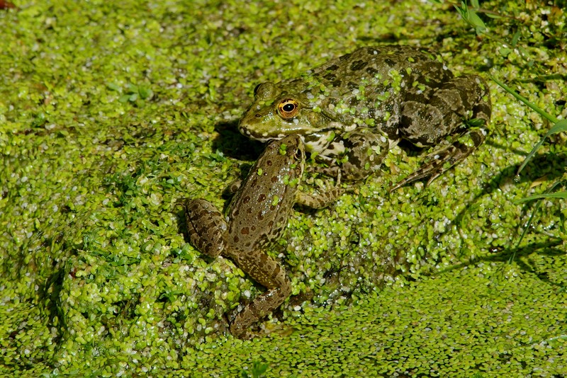 grenouille1 (Copier).jpg