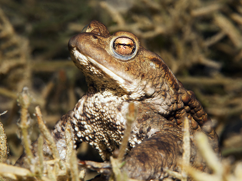 Crapaud_01_ONotz.jpg