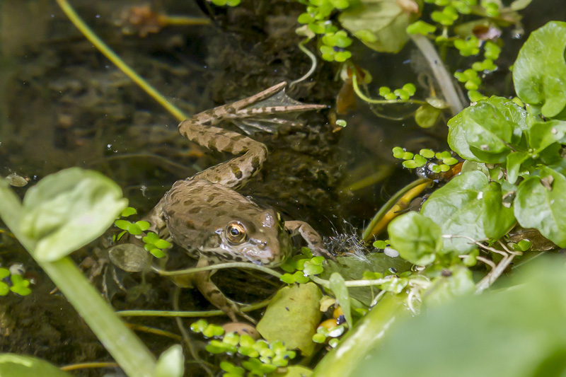 Grenouille C1.jpg