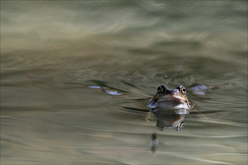 Grenouille rousse_20-03-14_0025.jpg