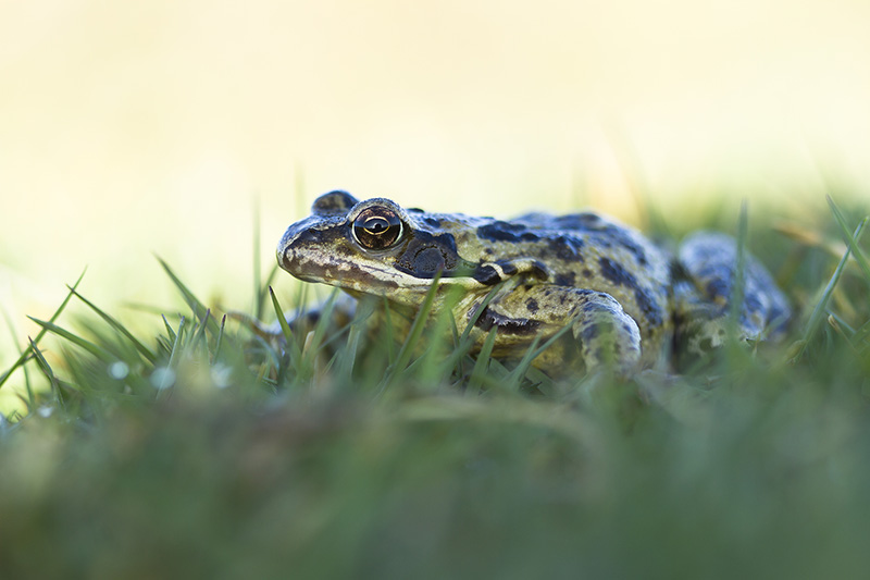 Grenouille verte-230314-3497 - Copie.jpg