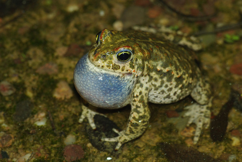 Crapaud calamite.jpg