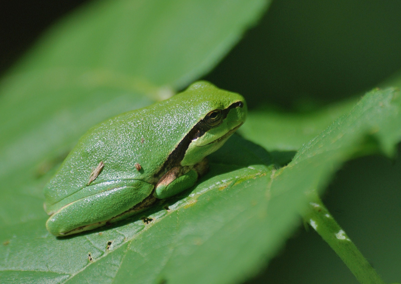 Rainette arboricole (Hyla arborea).JPG