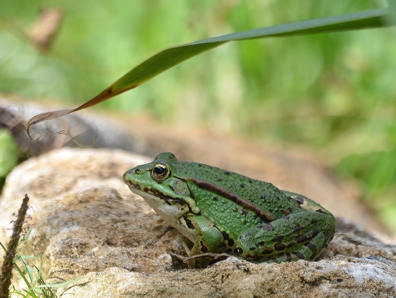 Grenouille verte.jpg