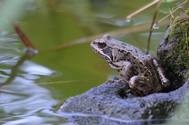 grenouille rousse.jpg