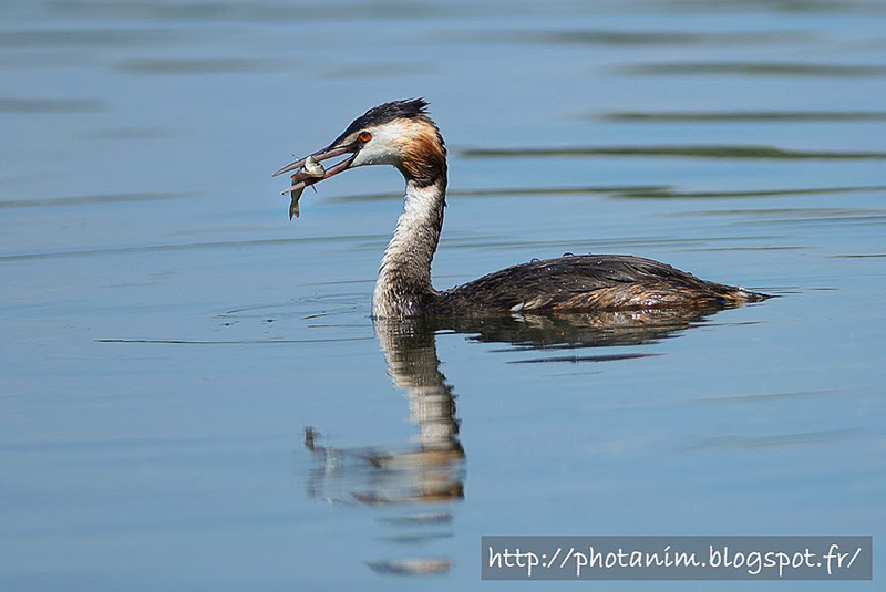 grebe_huppe_04.jpg