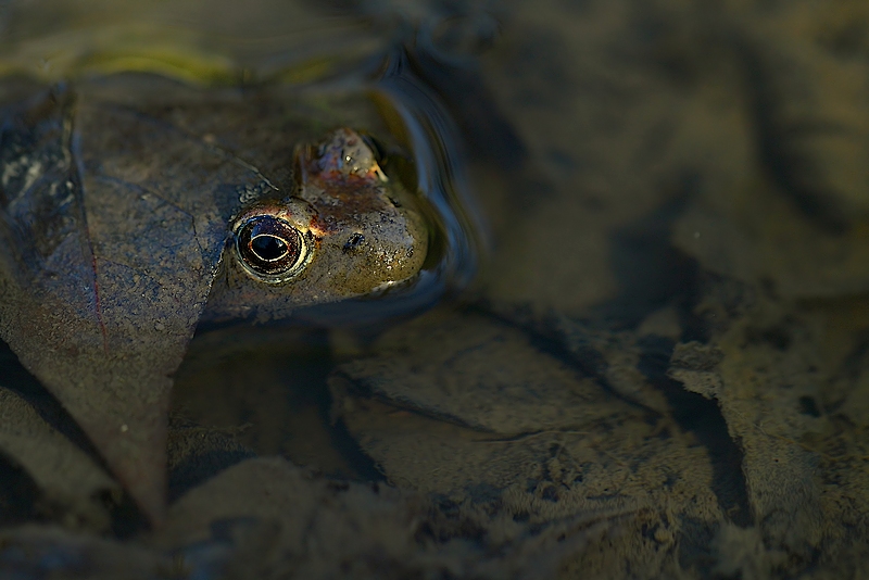 concours amphibiens 2.jpg