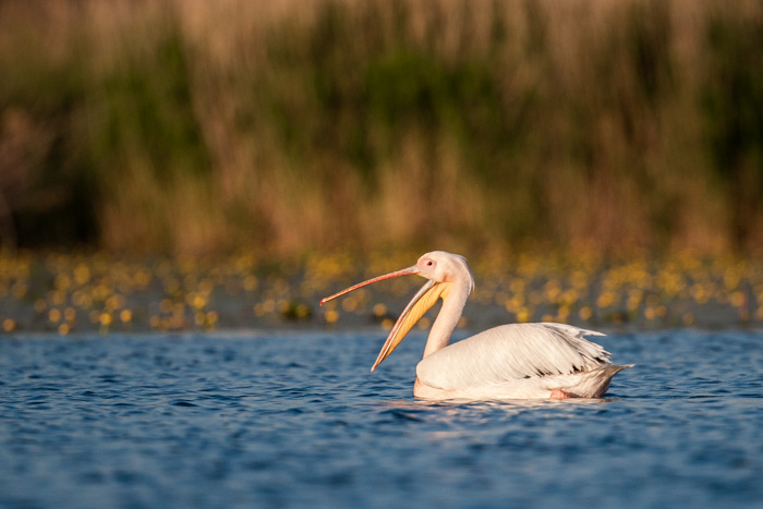 delta danube 2014  550.JPG