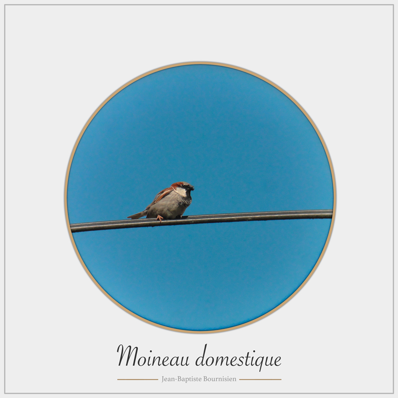 moineau_domestique_1.jpg