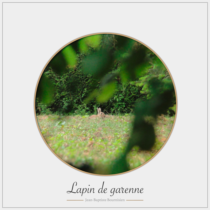 lapin_de_garenne_2.jpg