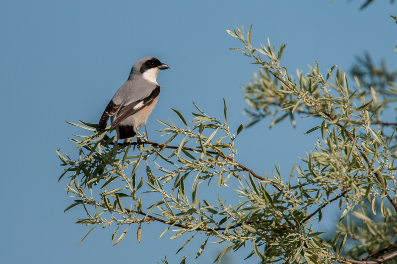 lagune marais mer noir 2014  346.JPG