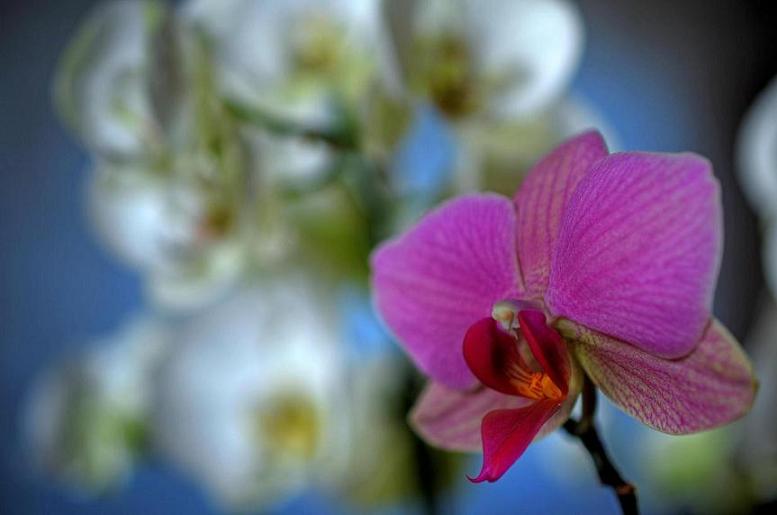 Orchidées.JPG