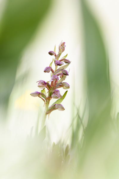 Orchis viridis.jpg