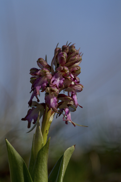 himantoglossum robertianum (orchis géant) (2).jpg