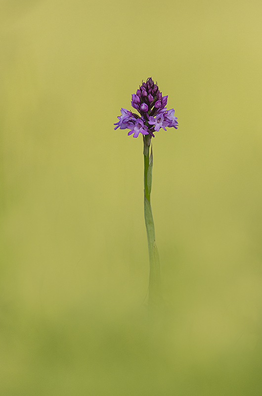 orchidée.3.jpg