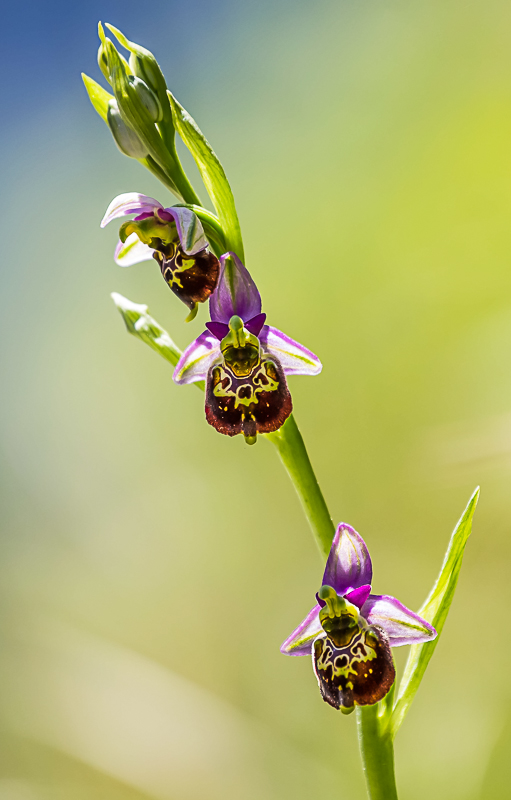 ophris fuciflora .jpg