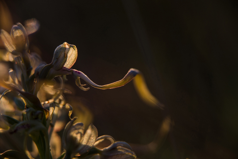 Orchidée bouc.jpg