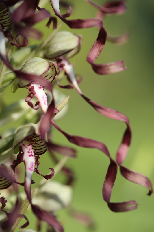 orchidées 3.JPG