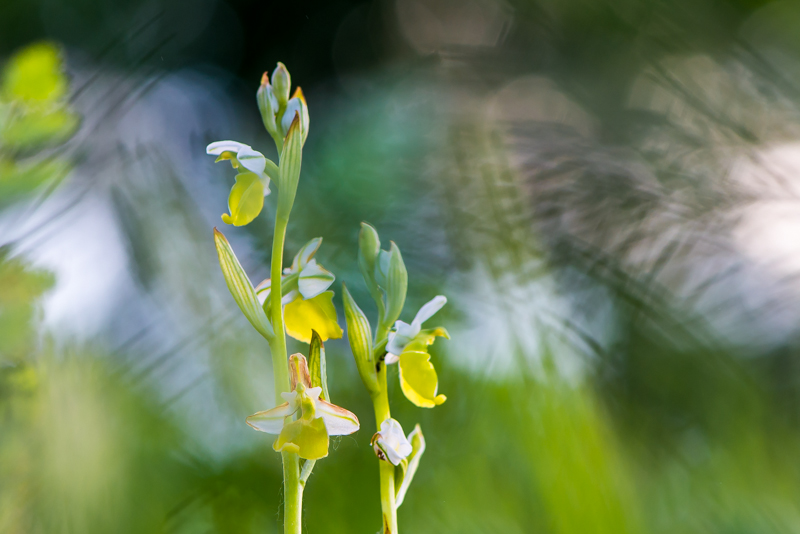 orchidees-2.jpg