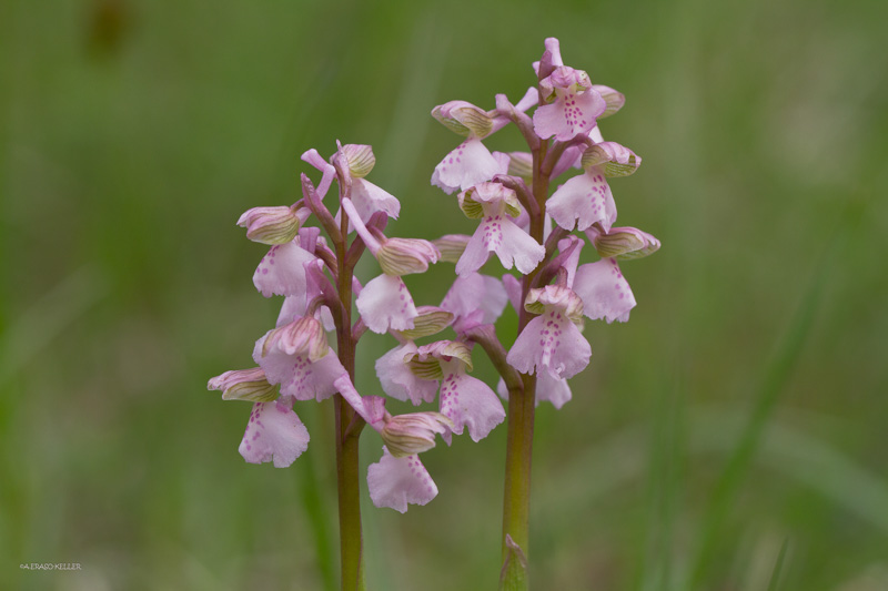 Anacamptis morio-1-2.jpg