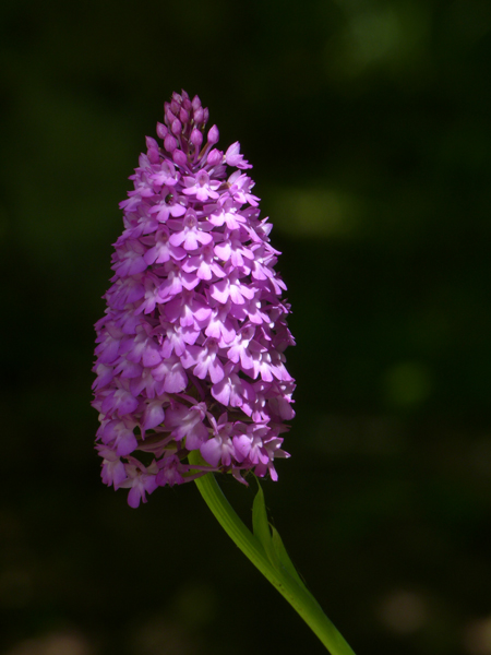 orchis pyramidal.jpg