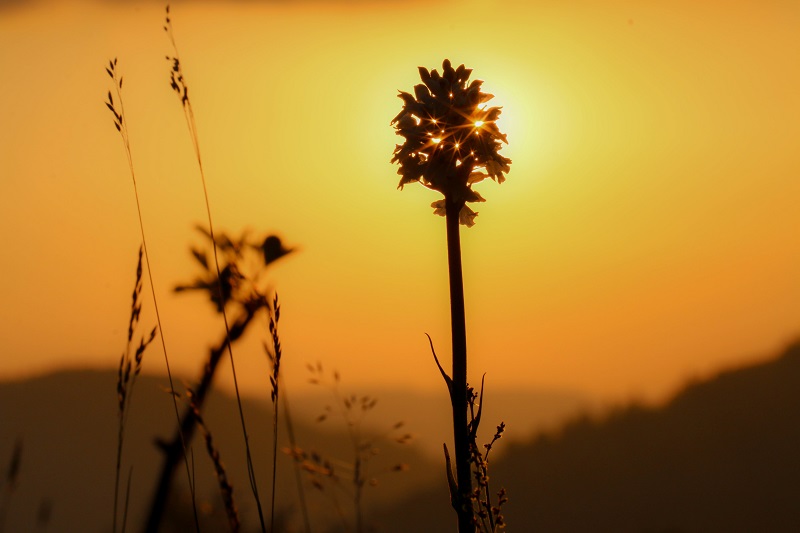 Orchi couché de soleil.jpg