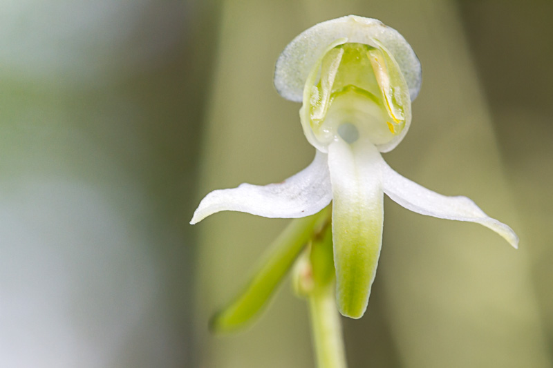 Platanthera bifolia.JPG